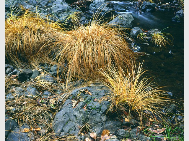 grasses B